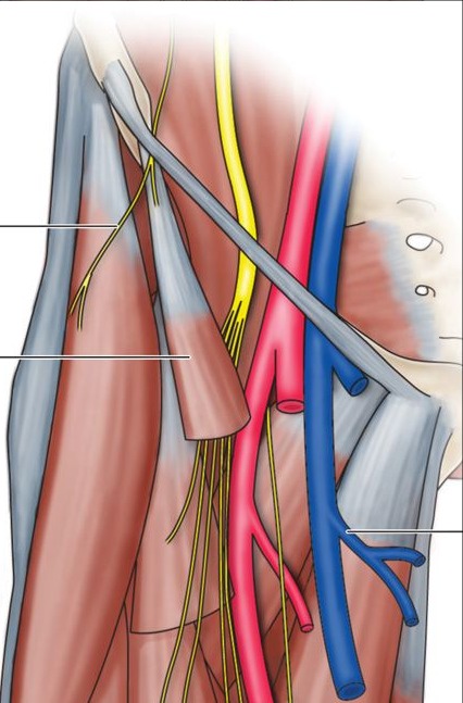 Бедренный нерв (l2-4). Полинейропатия бедренного нерва.